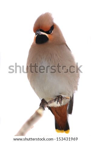  Bohemian Waxwing on a white background