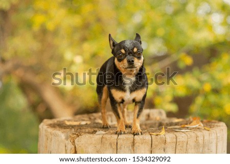 Chihuahua is sitting on the bench. Pretty brown chihuahua dog standing and facing the camera. chihuahua has a cheeky look. The dog walks in the park. Black-brown-white color of chihuahua in the fall