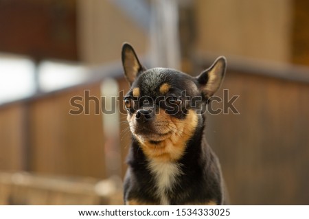 Chihuahua is sitting on the bench. Pretty brown chihuahua dog standing and facing the camera. chihuahua has a cheeky look. The dog walks in the park. Black-brown-white color of chihuahua in the fall