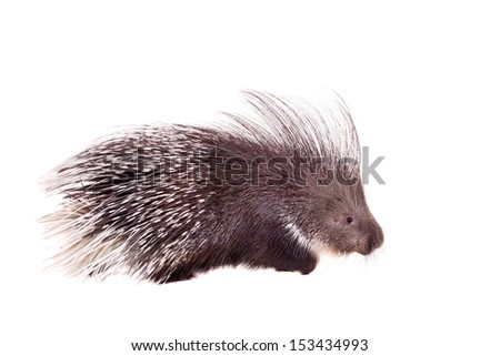 Indian crested Porcupine (Hystrix indica) isolated on white background