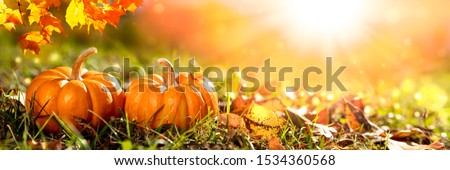 Two Mini Pumpkins And Leaves In Grass At Sunset - Thanksgiving/Autumn