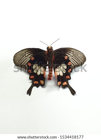 butterfly Black with polka dots 