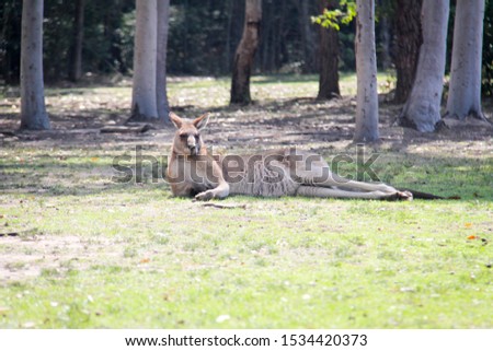 kangaroo in New South Wales, Australia