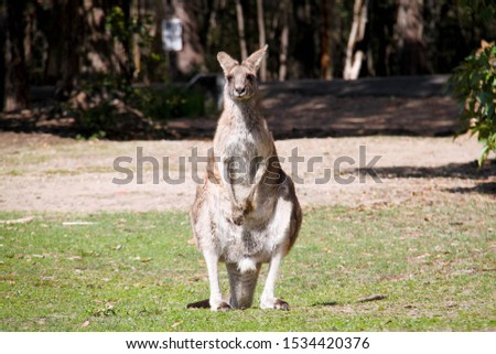 kangaroo in New South Wales, Australia