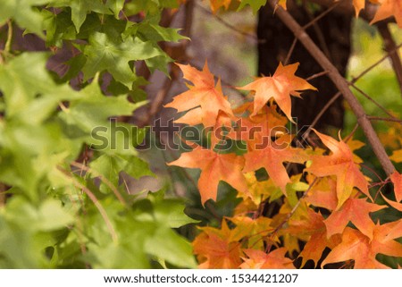 Yellow leaves on trees in autumn