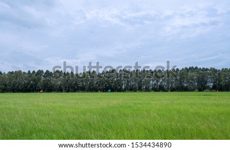 Green rice field in the countryside.have sky and could background.