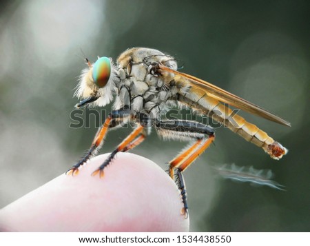 Rainbow Eyes robberfly is a friendly insect