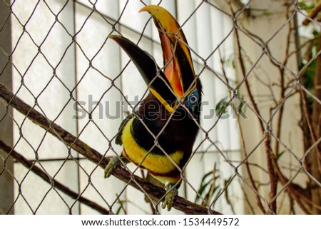 Captive -Black-necked aracari (Pteroglossus aracari) behind a wire mesh