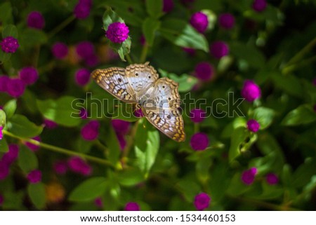 A White Peacock butterfly on a flower, Tempe AZ