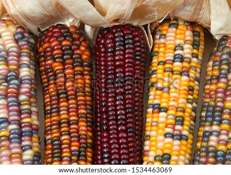 different colors of vibrant ears of Indian Corn with husks pulled back. A symbol of harvest season, ears of corn with multicolored kernels crop up every fall adorning doors and grace center pieces