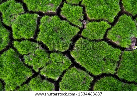 Green grass grow on cracked soil background texture. Element of design