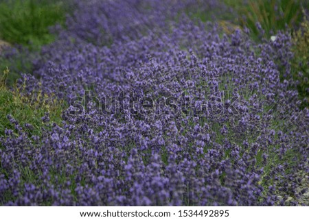 Horizontal colorful picture of lots of lavander. Herbs for aromatherapy. Day in botanical garden