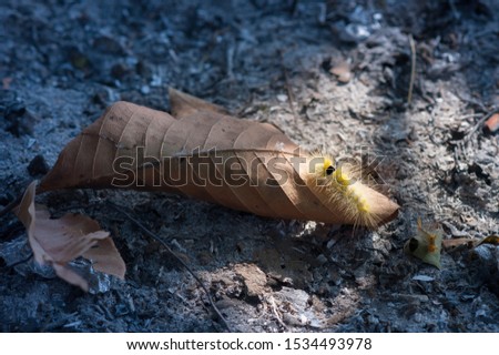 
Worms with yellow hair on dry leaves
