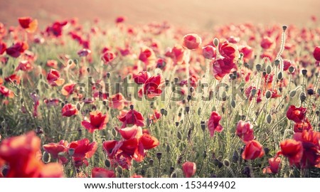 Beautiful landscape image of Summer poppy field with cross processed retro effect with differential focus technique giving shallow depth of field Royalty-Free Stock Photo #153449402