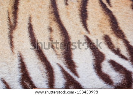 beautiful tiger fur - colorful texture with orange, beige, yello