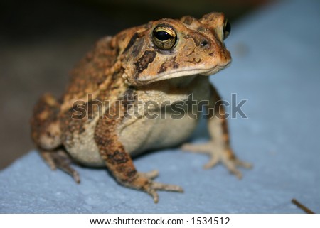 Frog IV