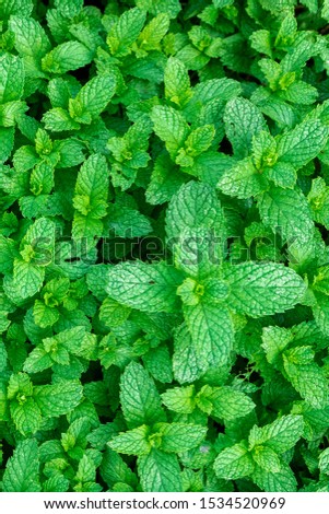 Organic mint plantation, ideal for teas, spices and beverages. Royalty-Free Stock Photo #1534520969