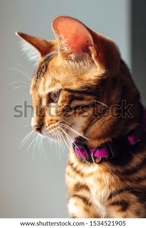 Cute curious bengal kitty cat sitting next to the window at home. Close up portrait.