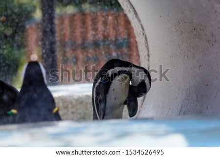 penguins play around at the zoo