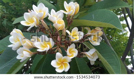 PLUMERIA   flower with leaves background.
