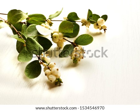 Mistletoe branches with berries on the wooden background. Shallow dof.