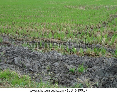 rice plantation in okazaki city japan