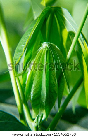 Complete cassava leaf closeup pictures.