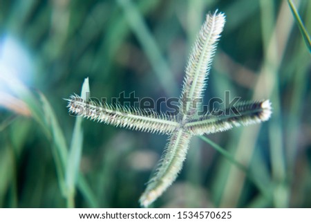Close-up of grass in the winter of Thailand.