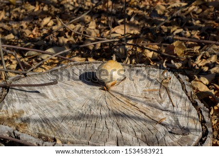 Autumn in October is still warm and mushrooms grow among the fallen leaves