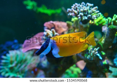 Rabbitfishes or spinefoots, family Siganidae in aquarium tank with reef as background.