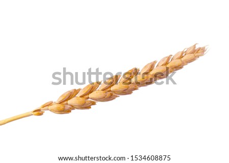 a bright closeup of a golden ripe dinkel hulled wheat Spelt Spelt (Triticum spelta dicoccum) rye grain relict crop health food ready for harvest isolated on white Royalty-Free Stock Photo #1534608875