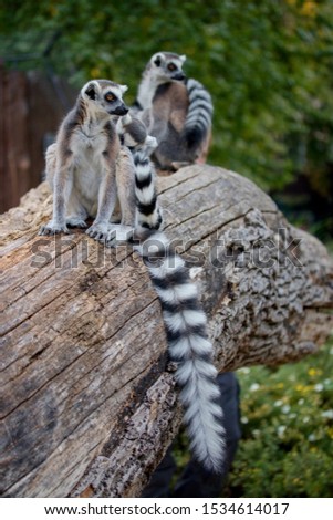The ring-tailed lemur (Lemur catta) is a large strepsirrhine primate and the most recognized lemur due to its long, black and white ringed tail.