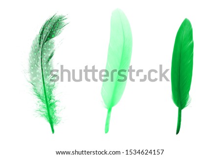 set of green color feathers isolated on white background