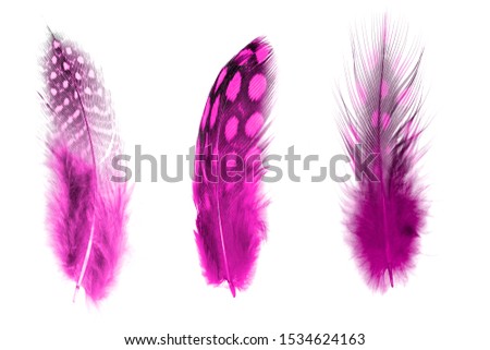 set of pink color feathers isolated on white background