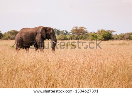One Big African elephant in golden grass field of Serengeti Grumeti reserve Savanna forest - African Tanzania Safari wildlife trip during great migration Royalty-Free Stock Photo #1534627391