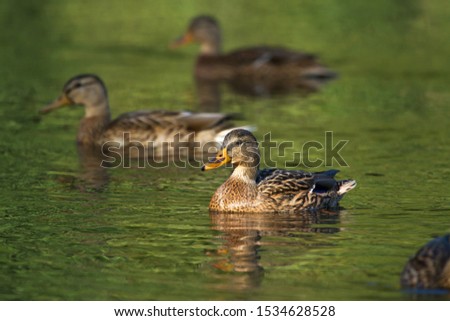Mallard chicks swimming on lake