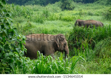 Thai Elephant in jungle,Lampang Thailand