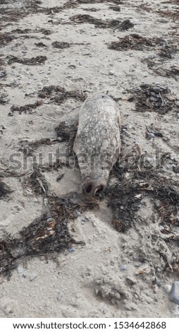Dead sea lion on the beach of Ireland