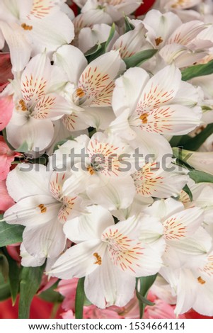 Delicate flowers of white alstroemeria. Background of flowers.
