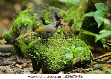 Silver-eared Laughingthrush stand on a stone with green moss