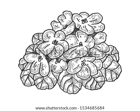 Violet flower sketch engraving vector illustration. T-shirt apparel print design. Scratch board style imitation. Black and white hand drawn image.