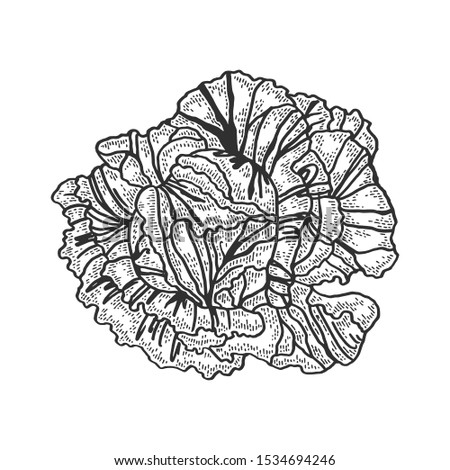 cabbage vegetable sketch engraving raster illustration. T-shirt apparel print design. Scratch board style imitation. Black and white hand drawn image.