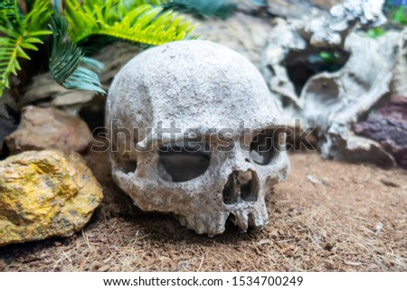 Human skull under water. Skull in the aquarium next to decorative fish. Copy space. For deep sea or scary design.