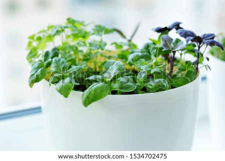Basil, parsley on windowsill, window sill garden
