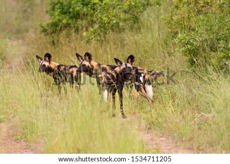 Part of the Jongomera pack of Wild Dog, currently 15 strong. The species is slowly increased in a few areas such as Ruaha and Katavi but remains seriously endangered through-out its limited range. Royalty-Free Stock Photo #1534711205