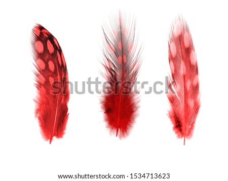 set of red color feathers isolated on white background
