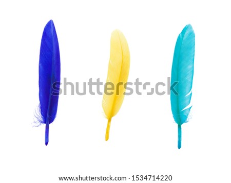 set of color bird feathers isolated on white
