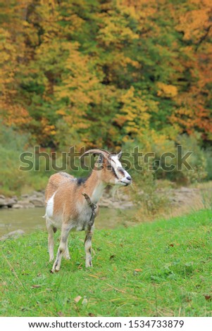 The photo was taken in the Carpathian mountains near the city of Yaremche. The picture shows a goat grazing in a green meadow against the backdrop of autumn vegetation.
