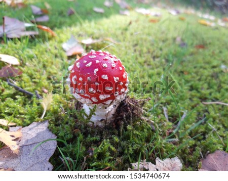 Fly agaric on the ground in the forest.