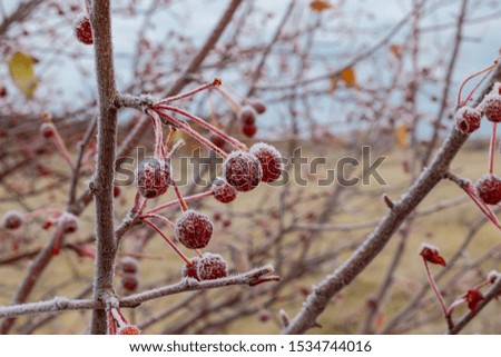 The fruits of apple trees in hoarfrost in the fall. Background of a tree with cranes.